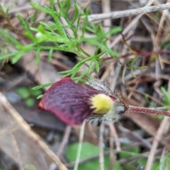 Isotropis cuneifolia at Williams, WA - 10 Sep 2023 09:56 AM