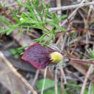 Isotropis cuneifolia at Williams, WA - 10 Sep 2023 09:56 AM