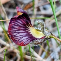 Isotropis cuneifolia at Williams, WA - 10 Sep 2023 09:56 AM