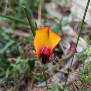 Isotropis cuneifolia at Williams, WA - 10 Sep 2023 09:56 AM