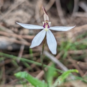 Ericksonella saccharata at Williams, WA - 10 Sep 2023