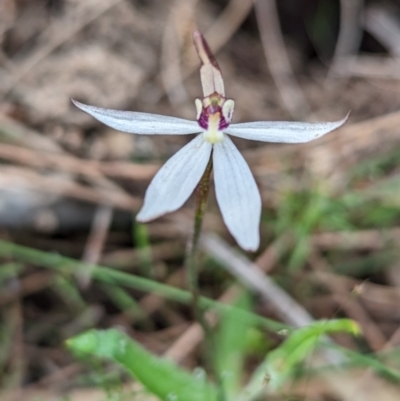 Ericksonella saccharata (Sugar Orchid) at Williams, WA - 9 Sep 2023 by HelenCross