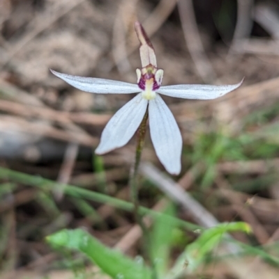 Ericksonella saccharata (Sugar Orchid) at Dryandra Woodland National Park - 9 Sep 2023 by HelenCross