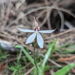 Ericksonella saccharata at Williams, WA - 10 Sep 2023