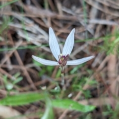 Ericksonella saccharata at Williams, WA - 10 Sep 2023