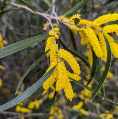 Acacia acuminata (Raspberry Jam Wattle) at Williams, WA - 9 Sep 2023 by HelenCross