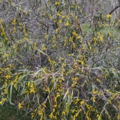 Acacia acuminata at Dryandra Woodland National Park - 10 Sep 2023 09:47 AM