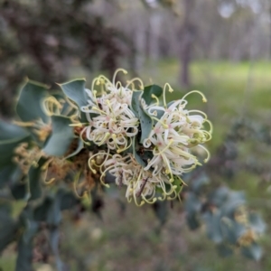 Hakea prostrata at Williams, WA - 10 Sep 2023