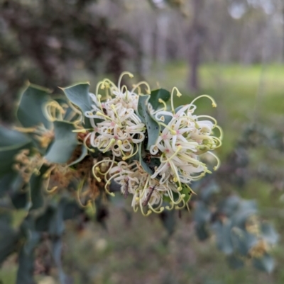 Hakea prostrata (Harsh Hakea) at Dryandra Woodland National Park - 10 Sep 2023 by HelenCross