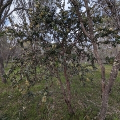 Hakea prostrata at Williams, WA - 10 Sep 2023 09:45 AM