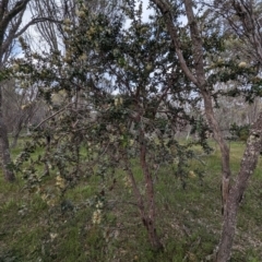 Hakea prostrata at Williams, WA - 10 Sep 2023