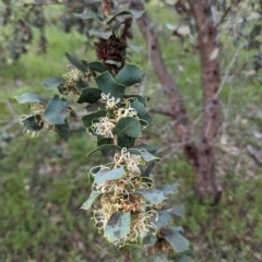 Hakea prostrata at Williams, WA - 10 Sep 2023