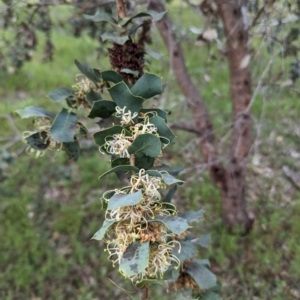 Hakea prostrata at Williams, WA - 10 Sep 2023 09:45 AM