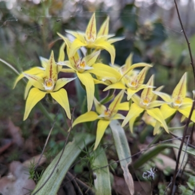 Caladenia flava (Cowslip Orchid) at Williams, WA - 9 Sep 2023 by HelenCross