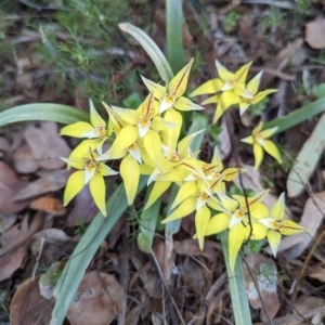 Caladenia flava at Williams, WA - 9 Sep 2023