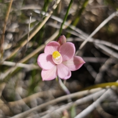 Thelymitra carnea (Tiny Sun Orchid) at Murramarang National Park - 13 Sep 2023 by Csteele4