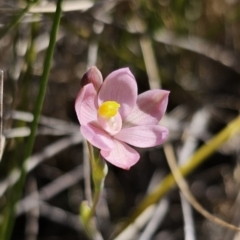 Thelymitra carnea at East Lynne, NSW - 13 Sep 2023