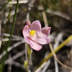 Thelymitra carnea at East Lynne, NSW - suppressed