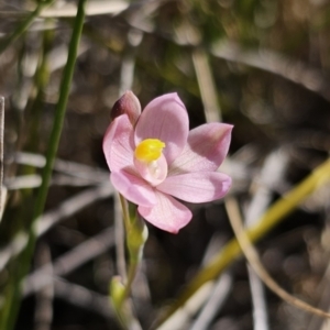 Thelymitra carnea at suppressed - 13 Sep 2023
