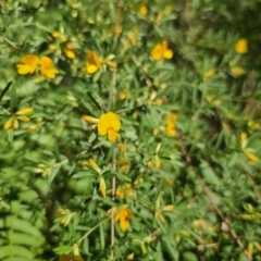 Pultenaea blakelyi (Blakely's Bush-pea) at East Lynne, NSW - 13 Sep 2023 by Csteele4