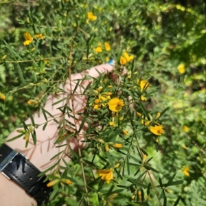 Pultenaea blakelyi at East Lynne, NSW - 13 Sep 2023