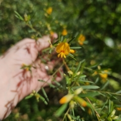 Pultenaea blakelyi at East Lynne, NSW - 13 Sep 2023