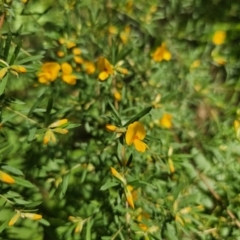 Pultenaea blakelyi at East Lynne, NSW - 13 Sep 2023