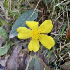 Hibbertia dentata (Twining Guinea Flower) at Murramarang National Park - 13 Sep 2023 by Csteele4