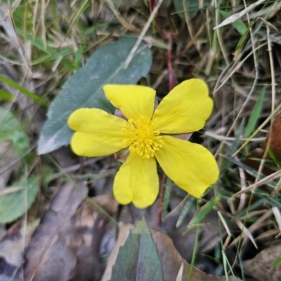 Hibbertia dentata (Twining Guinea Flower) at East Lynne, NSW - 13 Sep 2023 by Csteele4