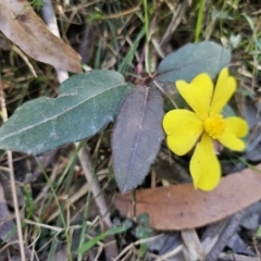 Hibbertia dentata at East Lynne, NSW - 13 Sep 2023