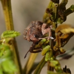 Gonipterus scutellatus (Eucalyptus snout beetle, gum tree weevil) at QPRC LGA - 3 Jul 2023 by RobG1