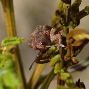 Gonipterus scutellatus at Bungendore, NSW - 3 Jul 2023