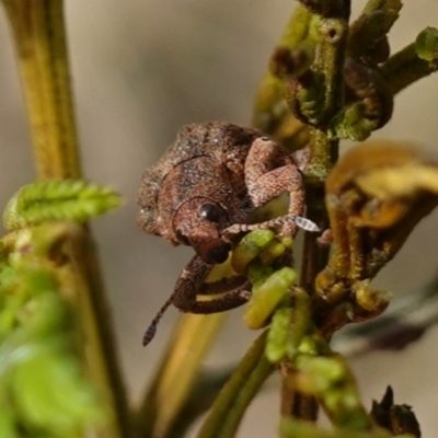 Gonipterus scutellatus (Eucalyptus snout beetle, gum tree weevil) at Bungendore, NSW - 3 Jul 2023 by RobG1