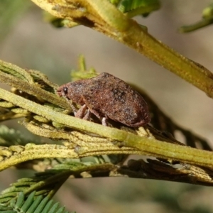 Gonipterus scutellatus at Bungendore, NSW - 3 Jul 2023