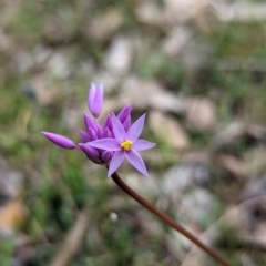 Sowerbaea laxiflora (Purple Tassel) at Williams, WA - 10 Sep 2023 by HelenCross