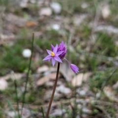 Sowerbaea laxiflora at Williams, WA - 10 Sep 2023 10:58 AM