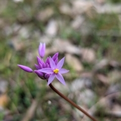 Sowerbaea laxiflora at Williams, WA - 10 Sep 2023 10:58 AM