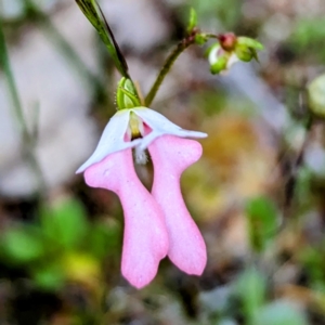 Stylidium calcaratum at Williams, WA - 10 Sep 2023