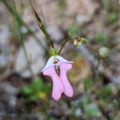 Stylidium calcaratum at Williams, WA - 10 Sep 2023