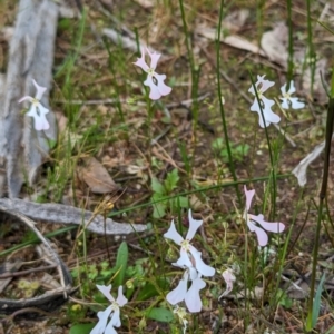 Stylidium calcaratum at Williams, WA - 10 Sep 2023