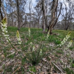 Stackhousia monogyna (Creamy Candles) at Dryandra Woodland National Park - 10 Sep 2023 by HelenCross