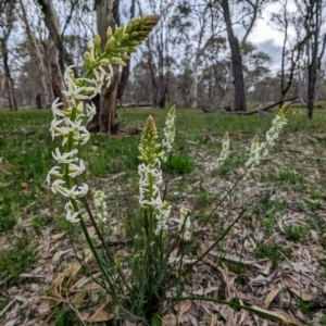 Stackhousia monogyna at Williams, WA - 10 Sep 2023 10:26 AM