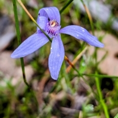 Pheladenia deformis (Blue Fairies) at Dryandra Woodland National Park - 10 Sep 2023 by HelenCross