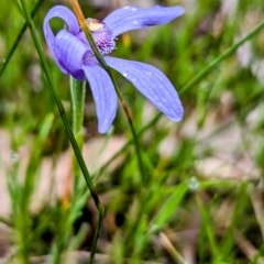 Pheladenia deformis at Williams, WA - 10 Sep 2023