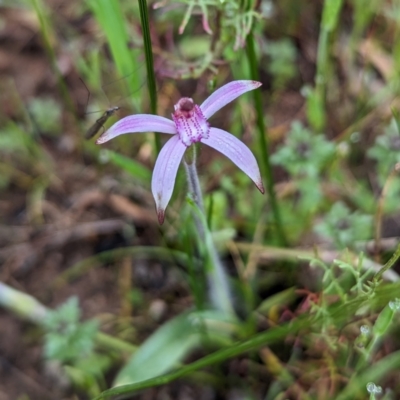 Caladenia hirta (Sugar Candy Orchid) at Williams, WA - 10 Sep 2023 by HelenCross