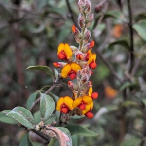 Gastrolobium calycinum at Williams, WA - 10 Sep 2023