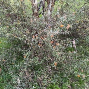 Gastrolobium calycinum at Williams, WA - 10 Sep 2023