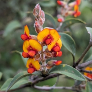 Gastrolobium calycinum at Williams, WA - 10 Sep 2023