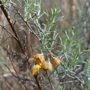 Chrysocephalum semipapposum at Bungendore, NSW - 3 Jul 2023 11:47 AM