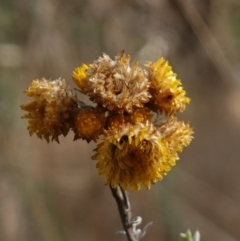 Chrysocephalum semipapposum at Bungendore, NSW - 3 Jul 2023 11:47 AM